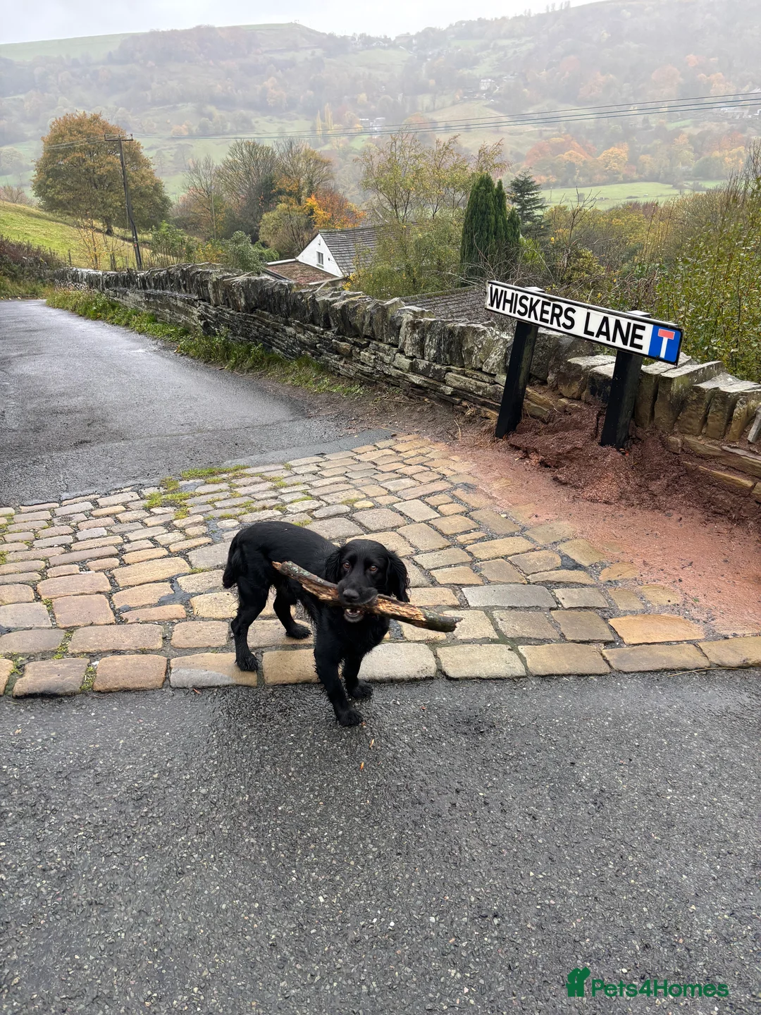 Cocker Spaniel dogs for stud: Cocker Spaniel for stud - NO FEE - Advert 5