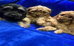 Cockapoo dogs for sale: Cockapoo - Image 6