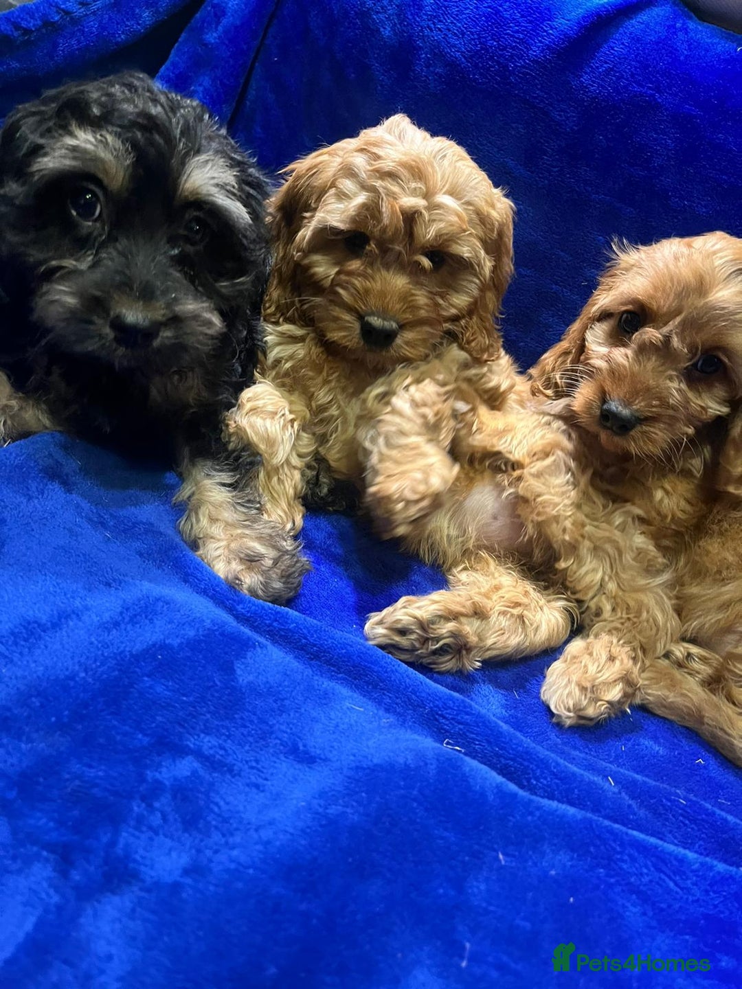 Cockapoo dogs for sale: Cockapoo - Image 6