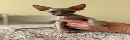 Devon Rex cats for sale: Price Reduced!TICARegisteredDevonRex lilac kittens - Advert 28