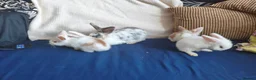 Mixed Breed rabbits for sale: CUTE FRIENDLY BUNNIES READY FOR FOREVER HOMES - Advert 16