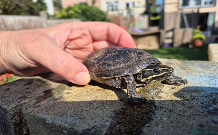 Turtle reptiles - Advert 1