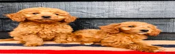 Mini Goldendoodle dogs for sale: 🧡❤️ GORGEOUS MINI GOLDENDOODLE PUPPIES ❤️🧡 - Advert 11