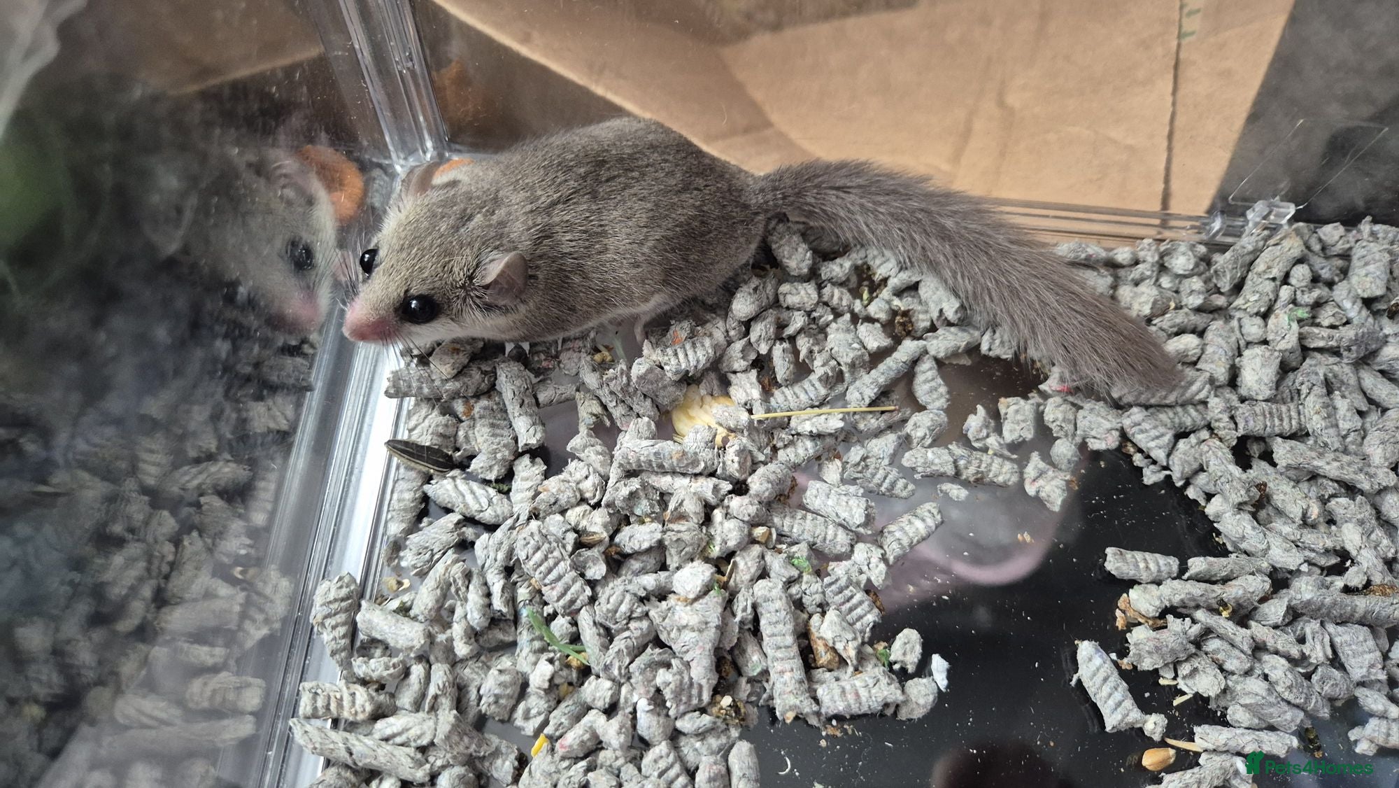 Mouse rodents Brown/grey African Pygmy Dormouse, Micro squirrel. - Advert 4