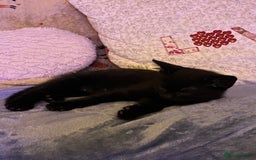Domestic Shorthair cats for sale: Beautiful tabby shorthair kittens for sale  - Image 9