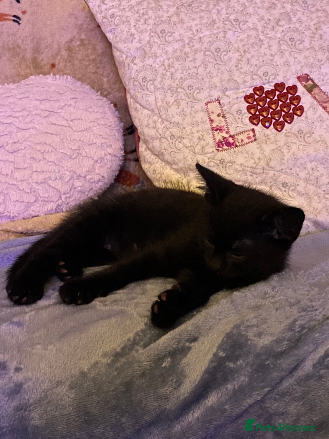 Domestic Shorthair cats for sale: Beautiful tabby shorthair kittens for sale  - Image 9