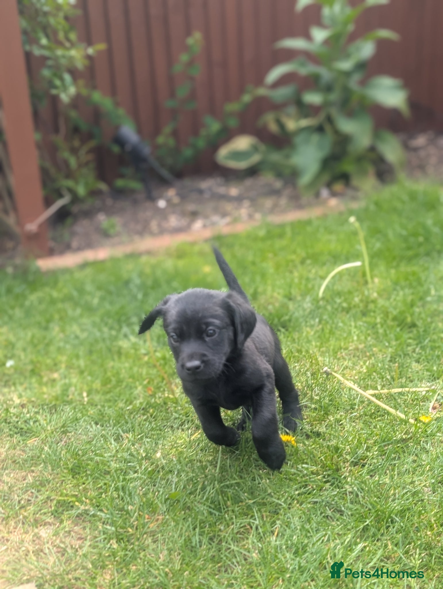 Labrador Retriever dogs 2 boys left - Stunning KC Reg Black Lab puppies - Advert 12