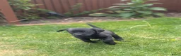 Labrador Retriever dogs for sale: 2 boys left - Stunning KC Reg Black Lab puppies - Advert 1