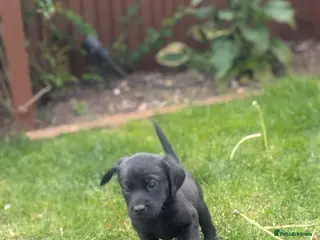 Labrador Retriever dogs 2 boys left - Stunning KC Reg Black Lab puppies - Advert 1