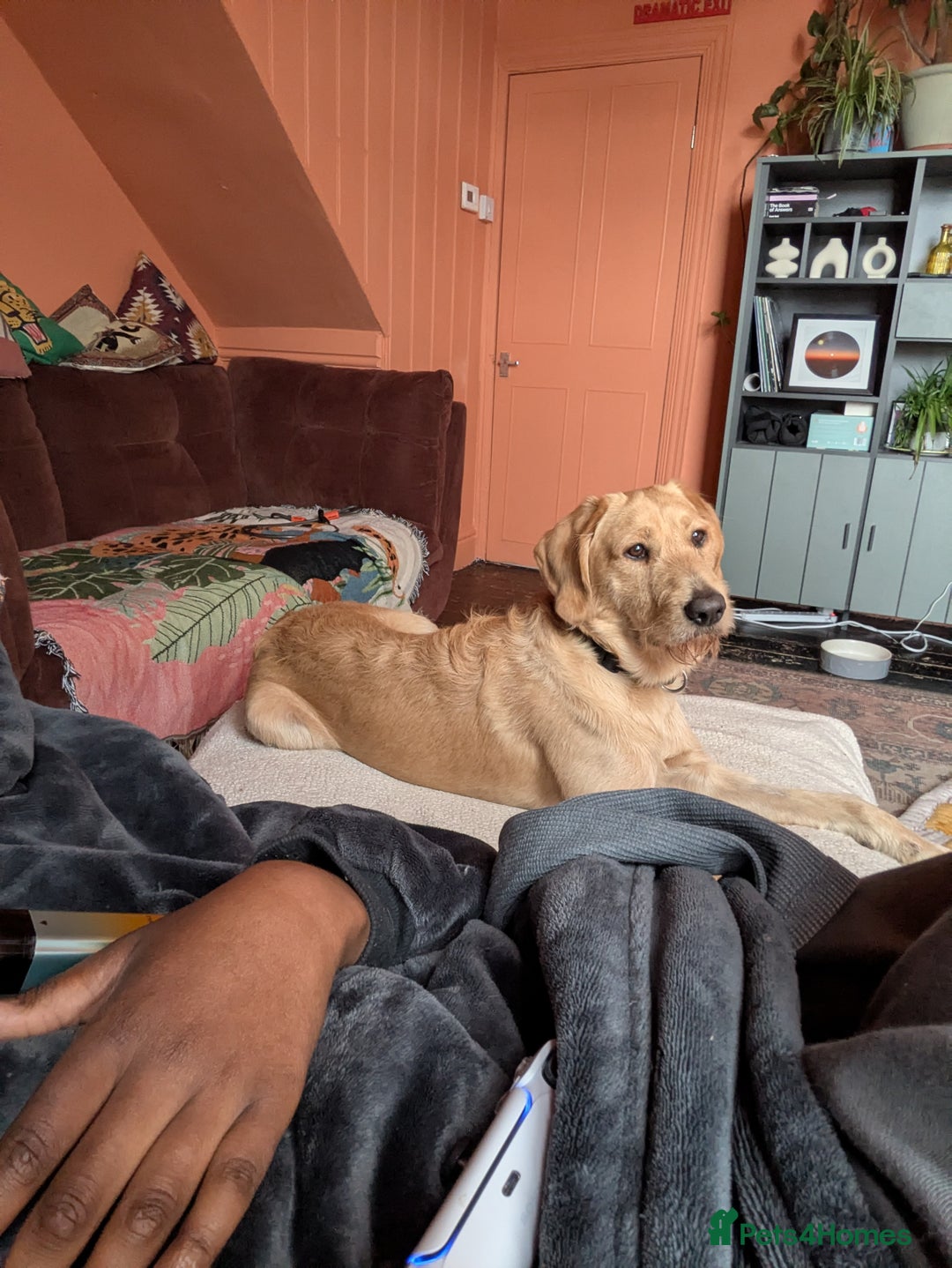 Labradoodle dogs for sale: Meet Eugene the Labra-dude - Image 13