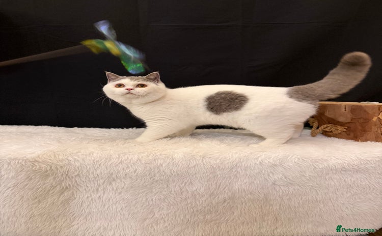 British Shorthair cats - Advert 9
