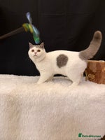 British Shorthair cats - Advert 2