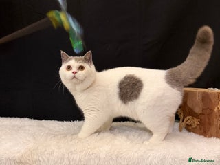 British Shorthair cats - Advert 17