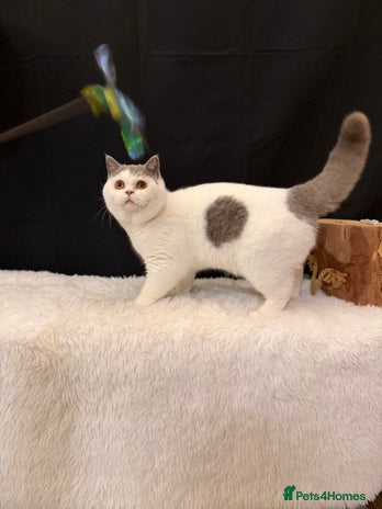 British Shorthair cats - Advert 14