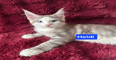 Maine Coon cats - Advert 6