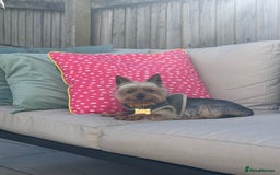 Yorkshire Terrier dogs for stud: Stud dog Yorkie - Advert 5