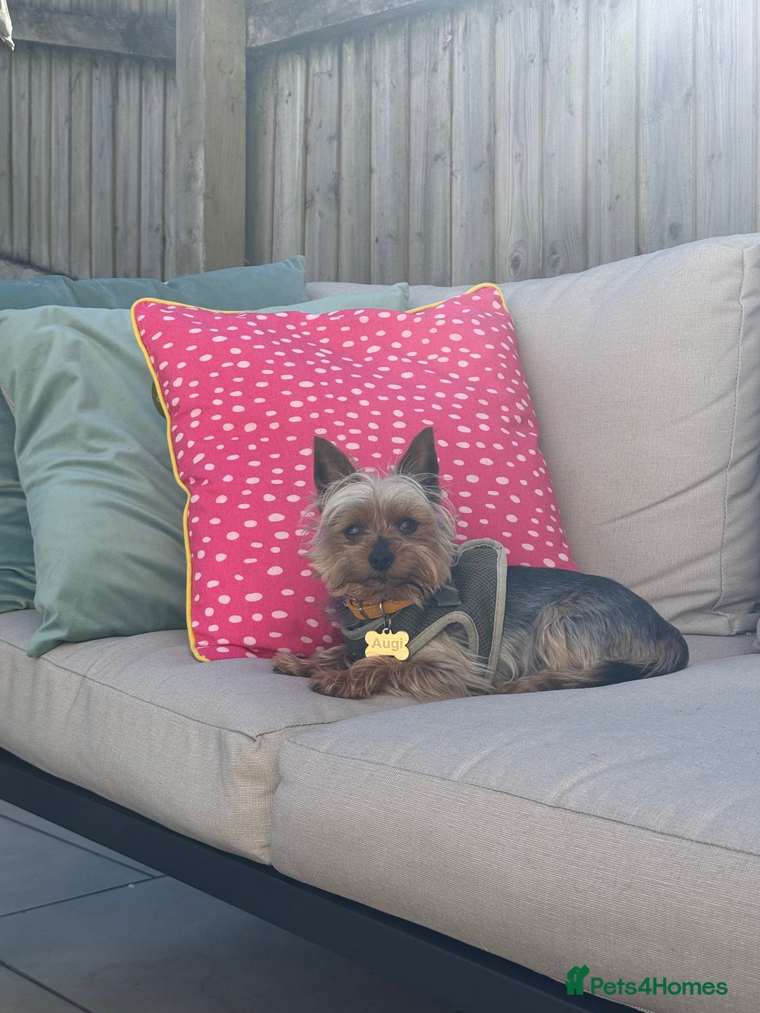 Yorkshire Terrier dogs for stud: Stud dog Yorkie - Advert 5