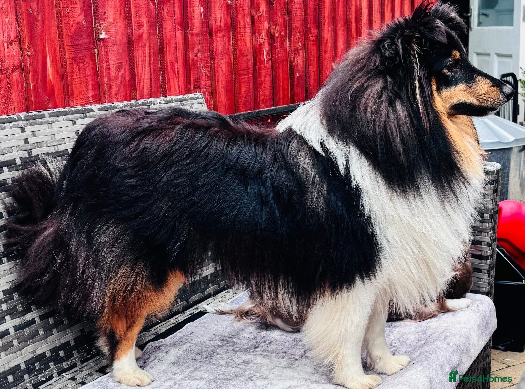 Shetland Sheepdog dogs Beautiful tri Shetland sheepdog bitch  - Advert 2