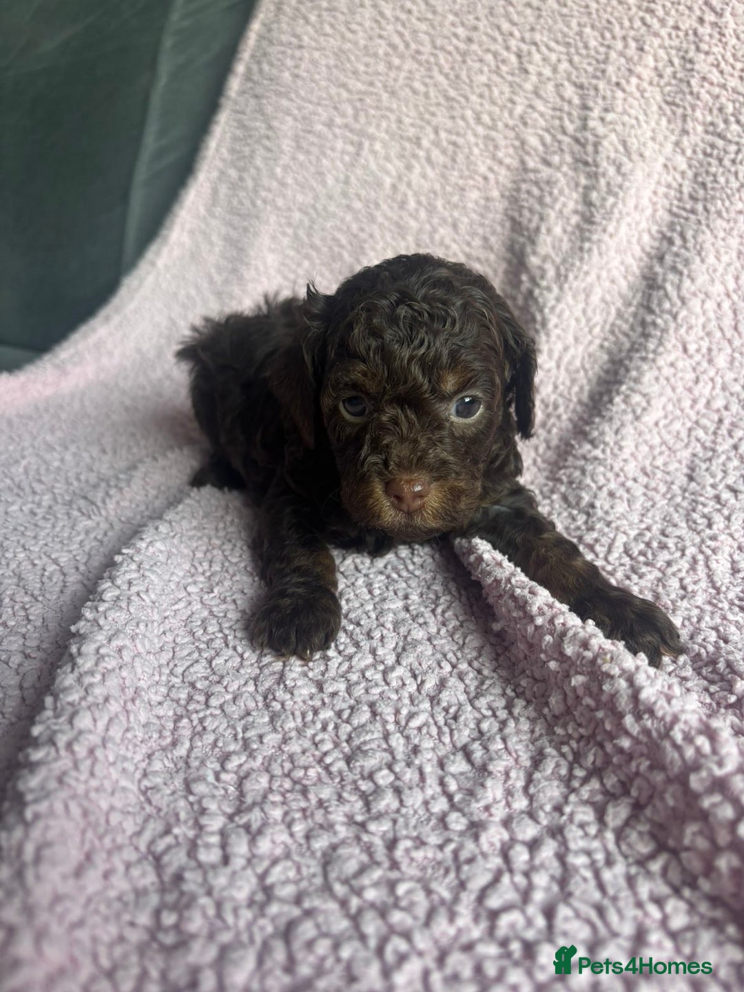 Cavapoo dogs for sale: ⭐️CAVAPOO F1B PUPPIES⭐️ - Image 4