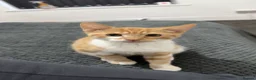 Mixed Breed cats for sale: Mixed breed kittens  - Advert 8