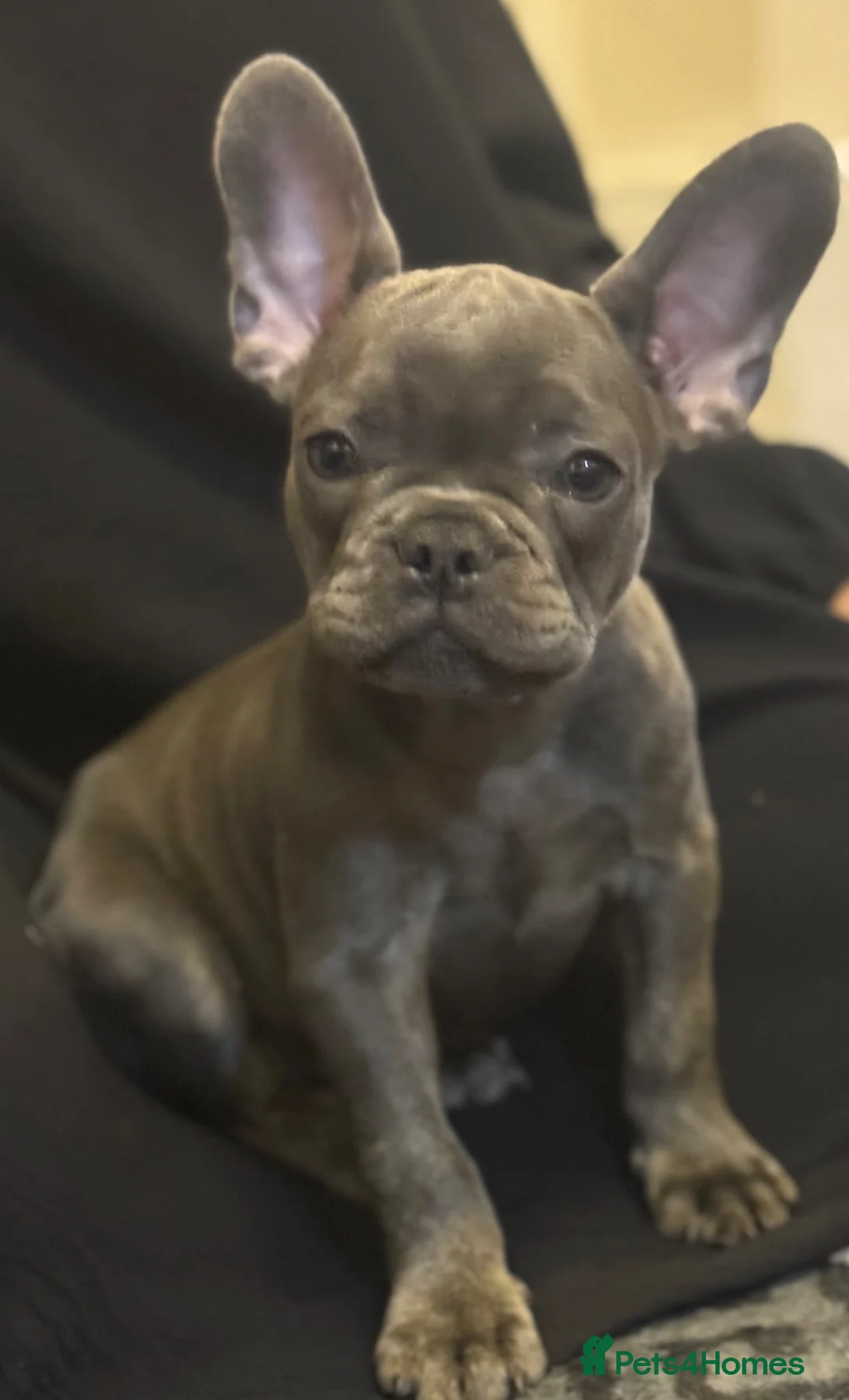 French Bulldog dogs for sale: French Bulldog Puppy  - Advert 3
