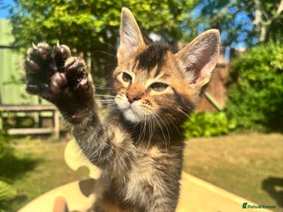 Mixed Breed cats - Advert 11