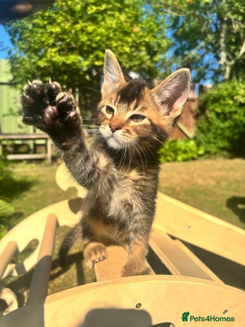 Mixed Breed cats - Advert 19