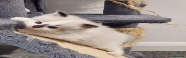 Kitten 4