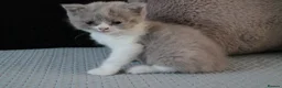 British Shorthair cats for sale: TICA British Shorthair & Longhair Kittens  - Advert 13