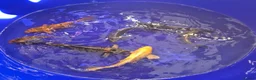 Koi Carp fish for sale: Koi carp and goldfish 🐠  in Rayleigh - Advert 6