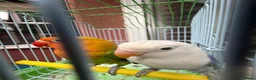 Lovebirds birds for sale: Pair lovebirds - Advert 8