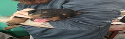 Rottweiler dogs for sale: Rottweiler puppies  in Saint Helens - Advert 10