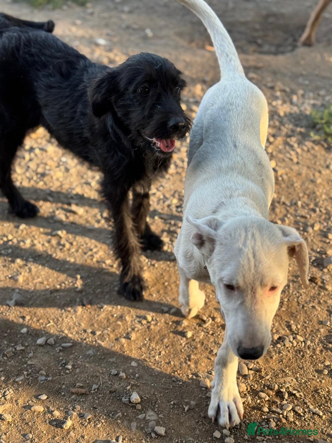 Mixed Breed dogs for adoption: LION - a Lovely young Boy, for a Loving Home - Image 15