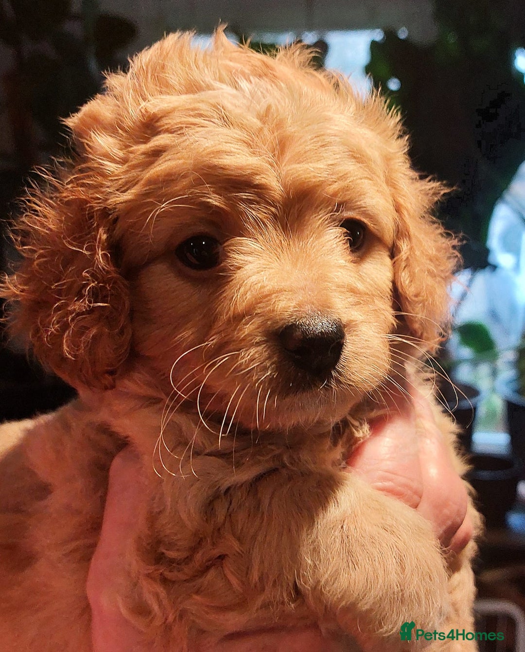 Jackapoo dogs for sale: Jackapoo  - Advert 2