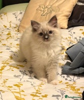 Ragdoll cats LAST Stunning Ragdoll Male - Advert 1