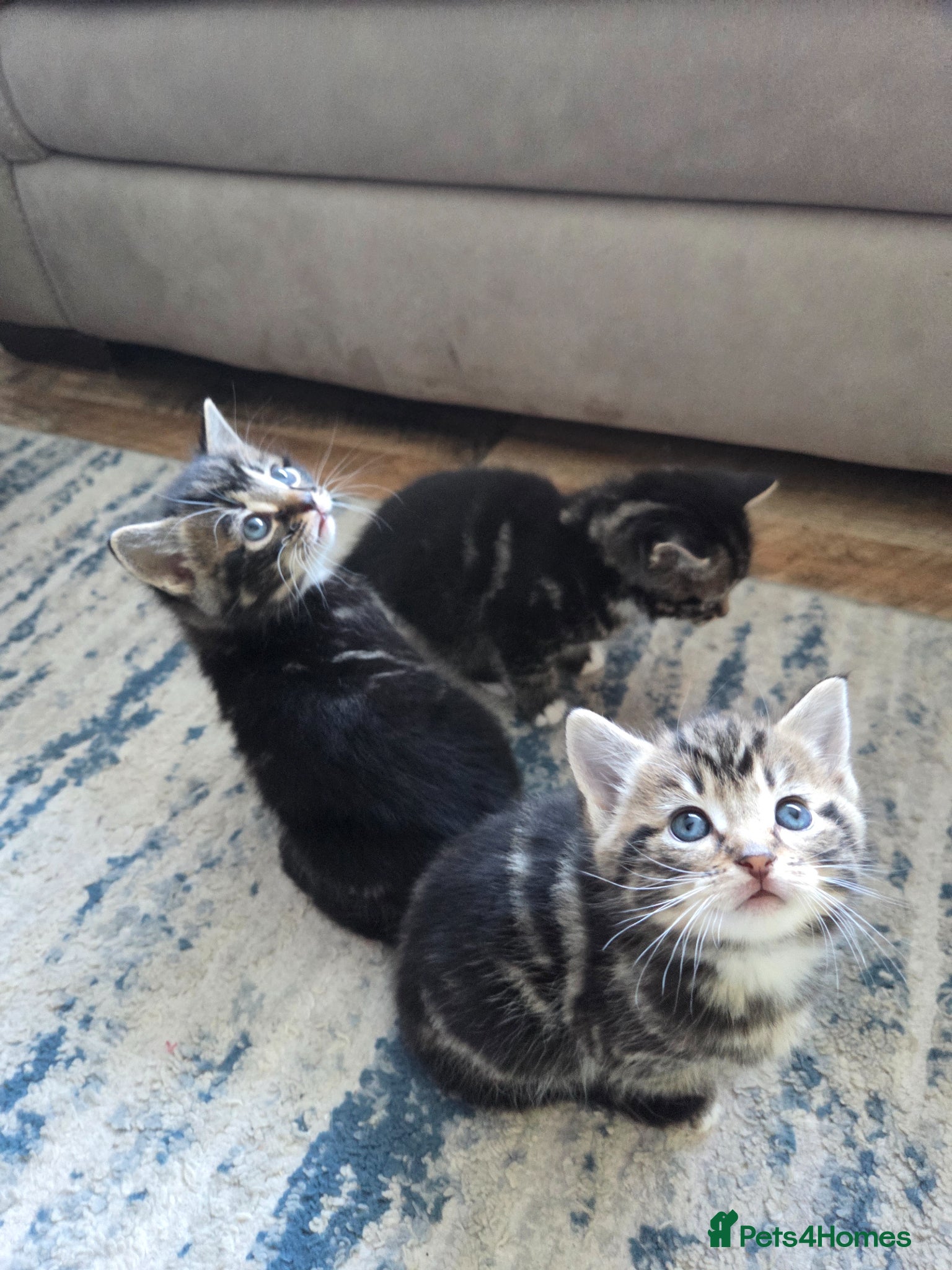 Mixed Breed cats 3 kittens for sale - Advert 1