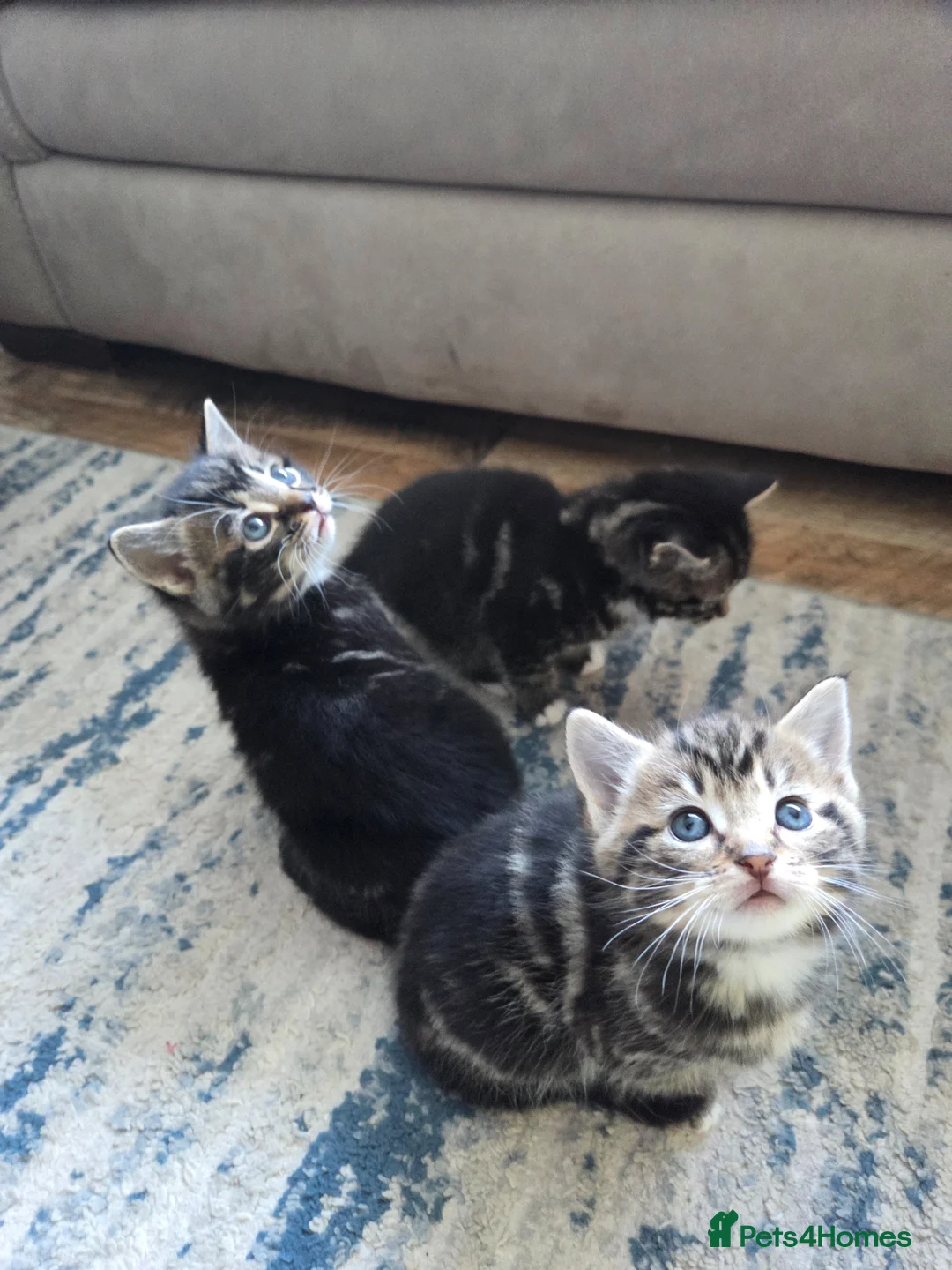 Mixed Breed cats for sale: 3 kittens for sale - Advert 1