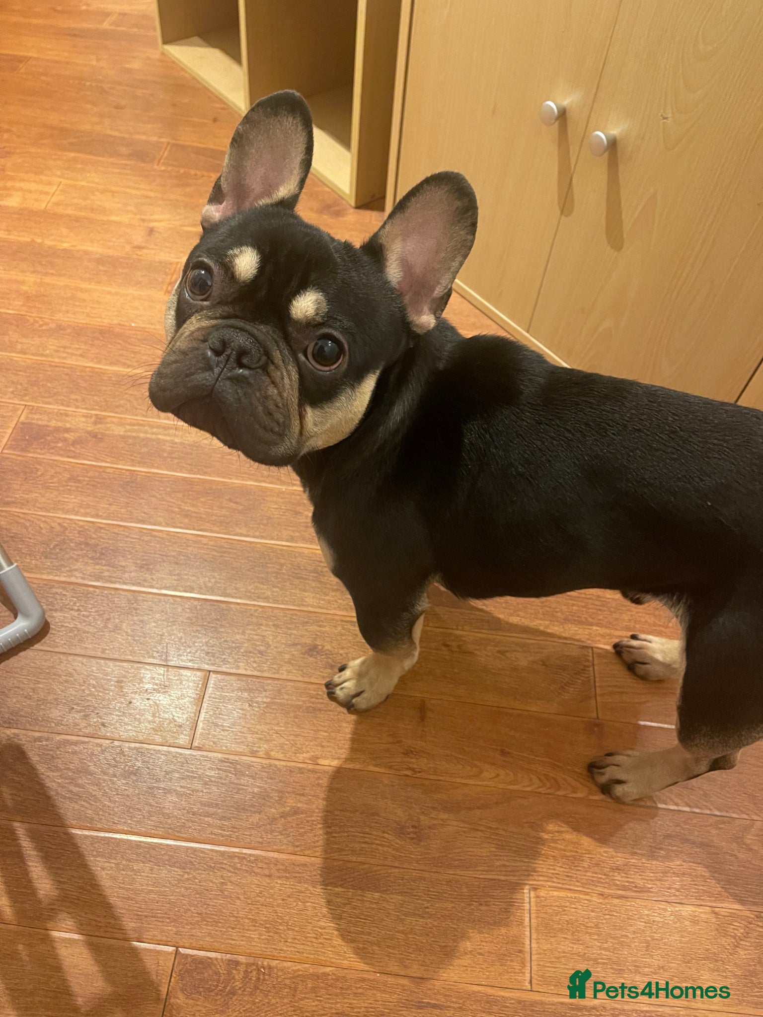 French Bulldog dogs 4YO Male French Bulldog - Advert 2