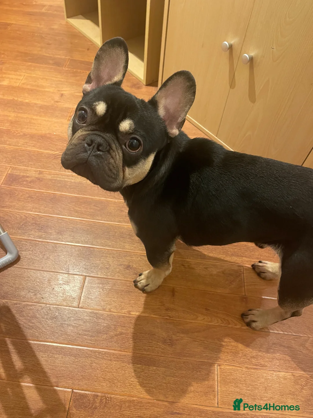 French Bulldog dogs for sale: 4YO Male French Bulldog - Advert 1