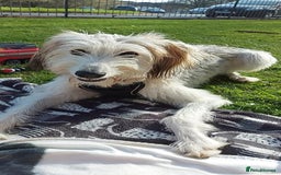 Mixed Breed dogs for sale: Saluki x - Image 2