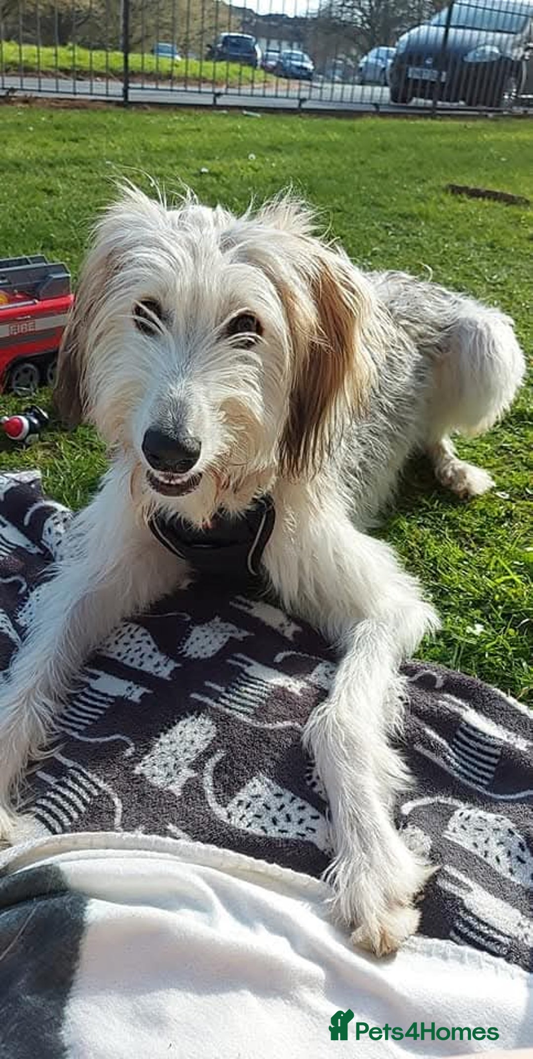 Mixed Breed dogs for sale: Saluki x - Image 2