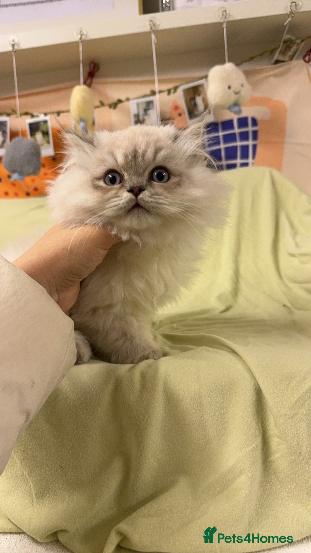 Perdoll cats for sale: Blue Bicolor Point Perdoll Boy - Advert 3