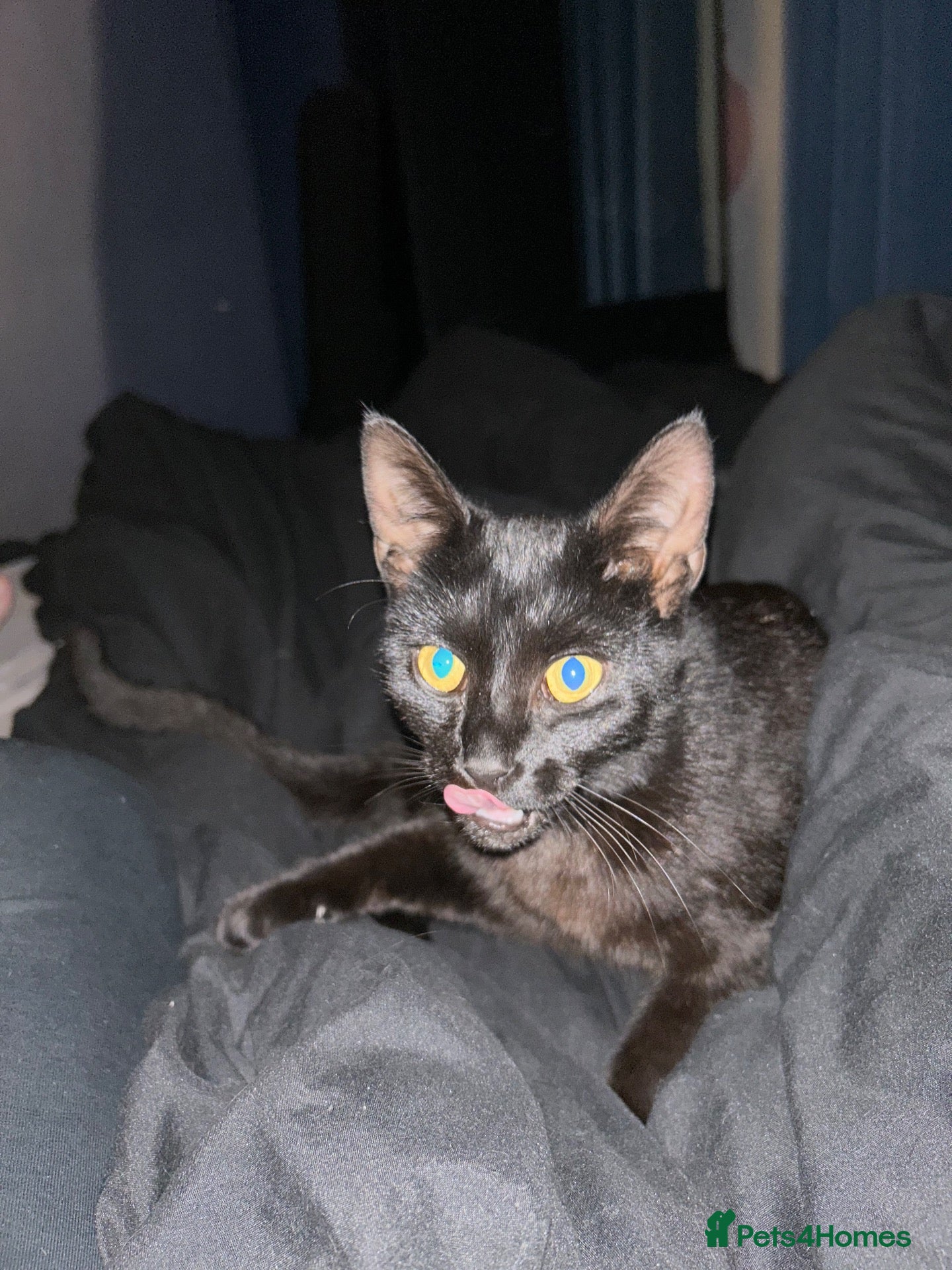 Mixed Breed cats Kittens for sale (Wakefield) - Advert 2