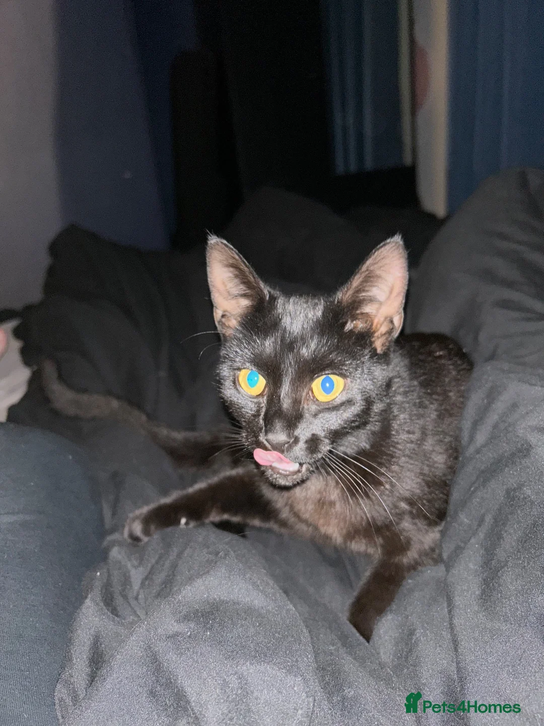 Mixed Breed cats for sale: Kittens for sale (Wakefield) - Advert 1