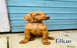 Hungarian Vizsla dogs for sale: KC registered hungarian vizsla puppies - Image 8