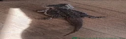 Bearded Dragon reptiles for sale: Bearded dragon w/vivarium and lights included - Advert 3