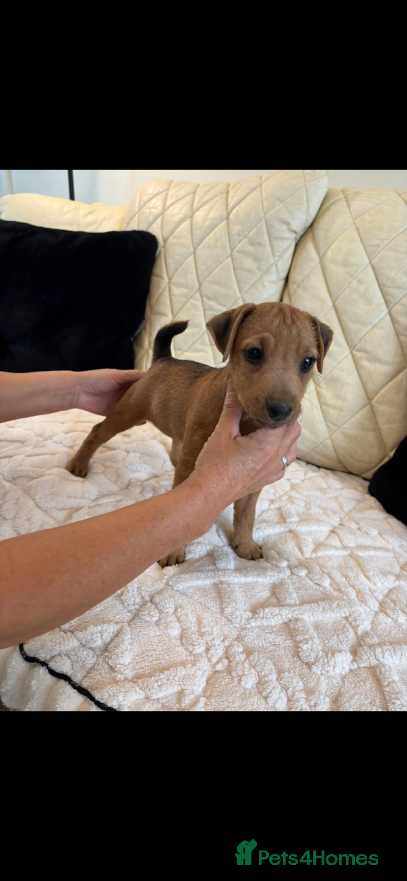 Lakeland Terrier dogs Last Available Lakeland Bitch Ready Now - Advert 6