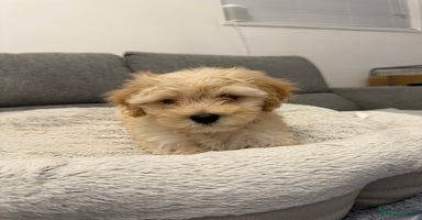 Maltipoo dogs - Advert 8