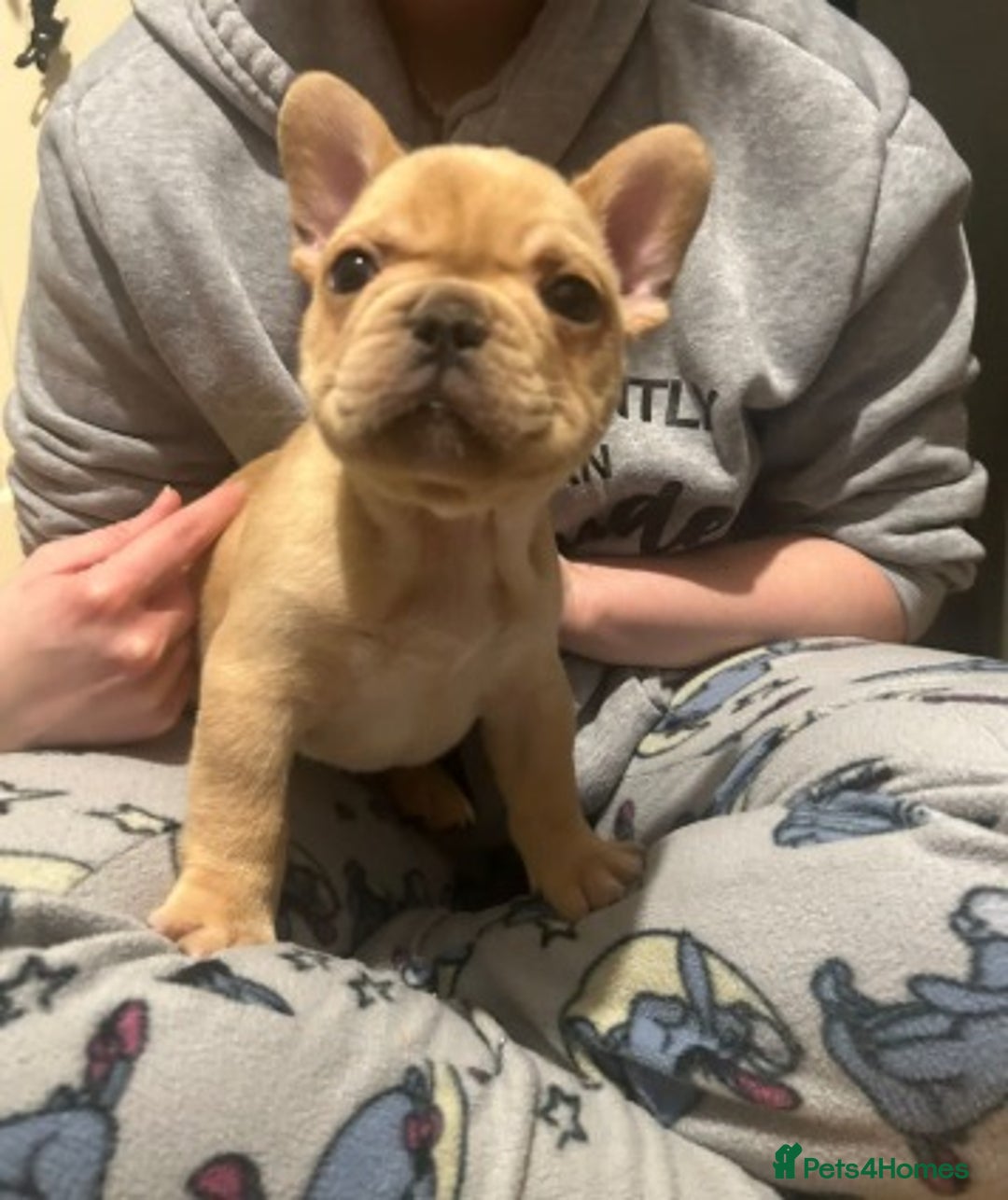 French Bulldog dogs for sale: Stunning French Bulldog Puppies for Sale  - Advert 5