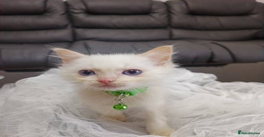 Ragdoll cats - Advert 10